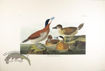 Ruddy Duck